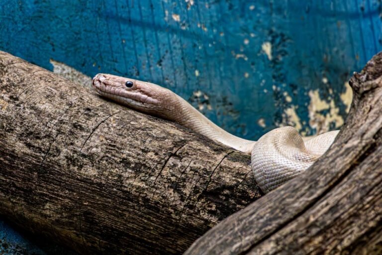 Context Managers Python para Automações: Como Criar Cleanup que Nunca Falha