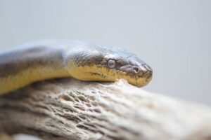Scripts Python sem context managers deixando recursos abertos