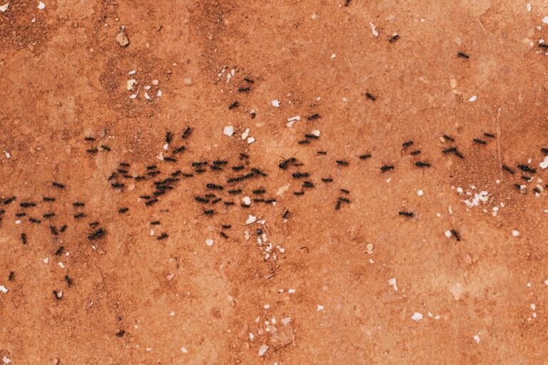 formigas formando trilha otimizada algoritmo colony optimization