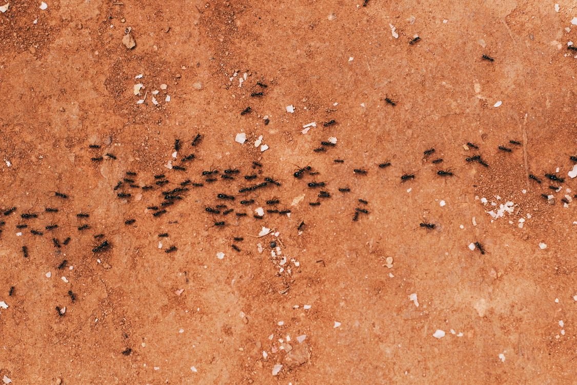 formigas formando trilha otimizada algoritmo colony optimization